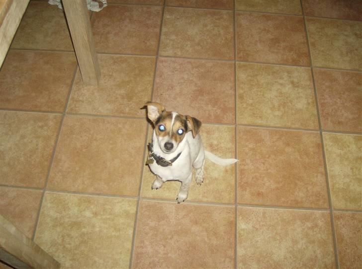 Dansk svensk gaardhund Perle - min pels det bliver hun kaldt billede 5