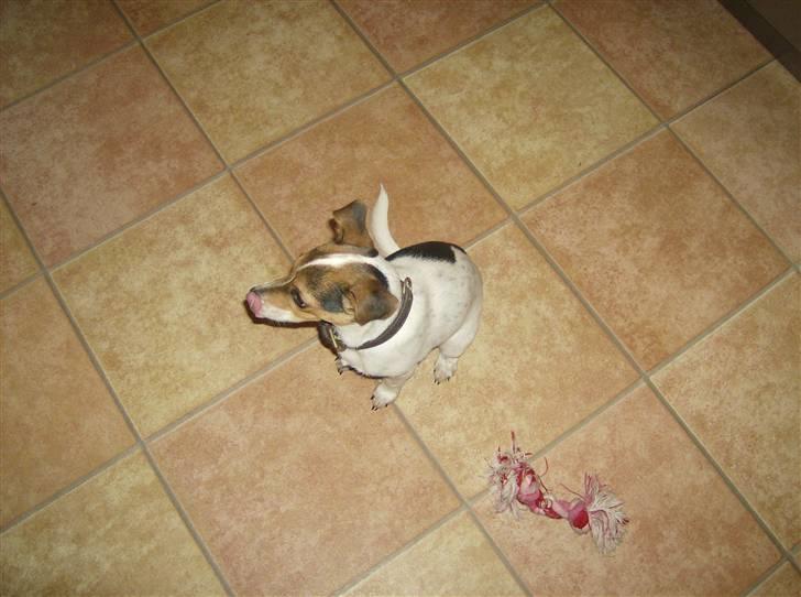 Dansk svensk gaardhund Perle - Mm... der er måske en der er blevet sulten billede 6