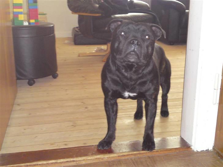 Staffordshire bull terrier Cody - Hvem er det der kommer hjem? billede 5
