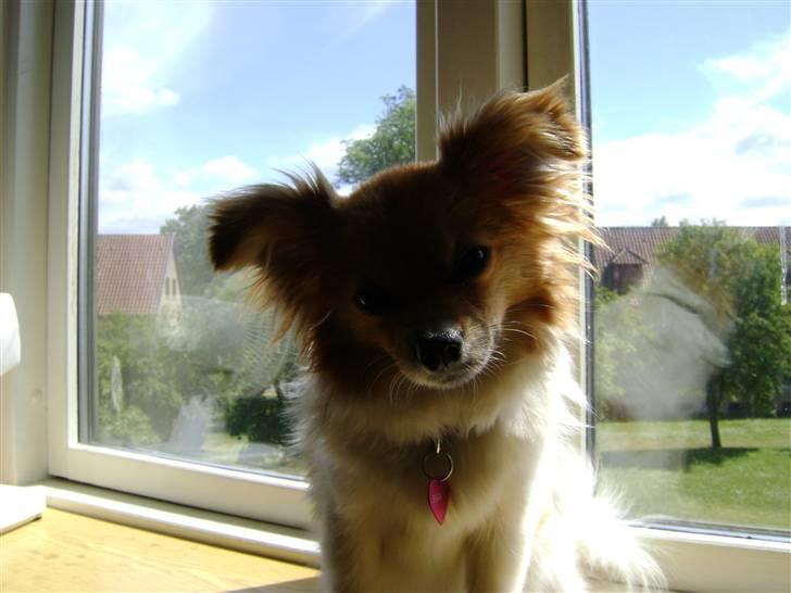 Blanding af racer Minnie billede 2