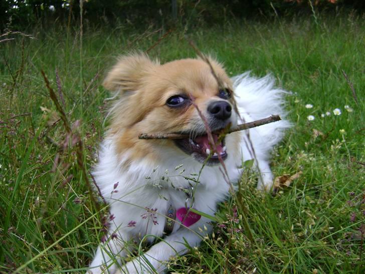 Blanding af racer Minnie billede 3