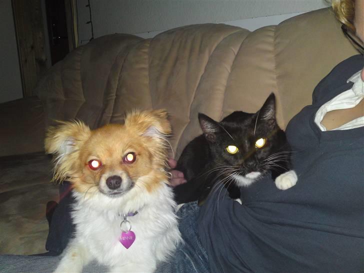 Blanding af racer Minnie billede 4