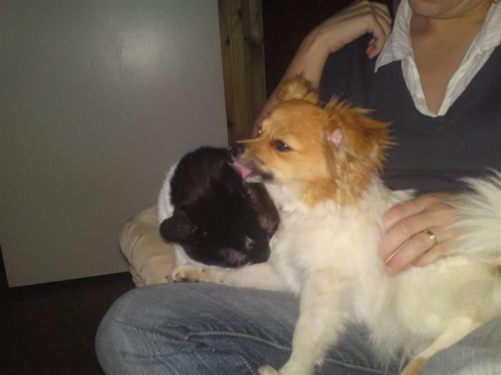 Blanding af racer Minnie billede 5