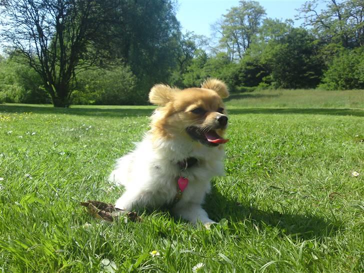 Blanding af racer Minnie billede 6