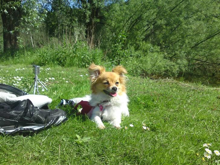 Blanding af racer Minnie billede 7