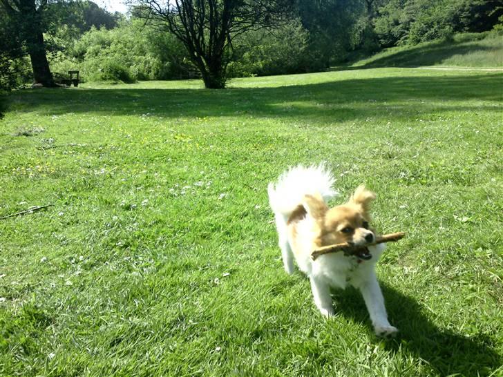 Blanding af racer Minnie billede 8