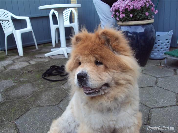 Chow chow Beijing's Baomu Laoshi - Velkommen, læg en bedømmelse og evt. en kommentar? :D [Foto: Lea Rasander] billede 1
