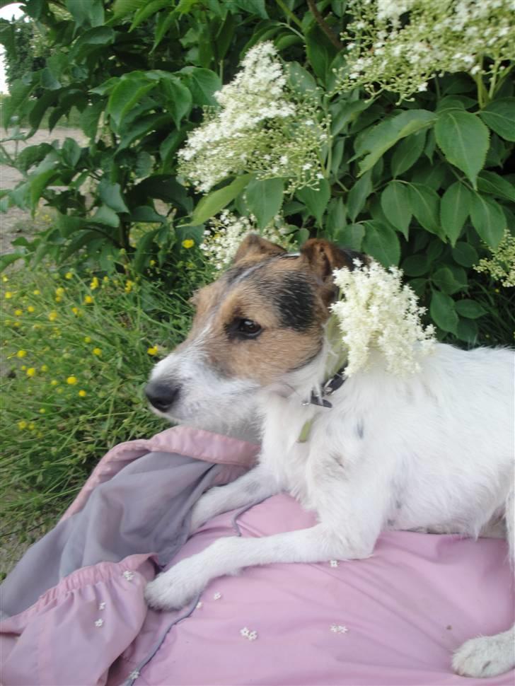 Jack russell terrier l Laika<3 - Heij <3 Yndlings billede billede 1