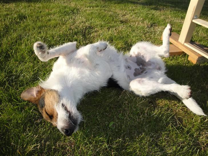 Jack russell terrier l Laika<3 - Jaér ! - Såé fik jeg dig endelig :D billede 2