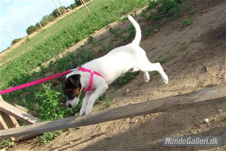 Jack russell terrier l Laika<3 - Spriiiiiiiiiiiiiiiiiing :D billede 3