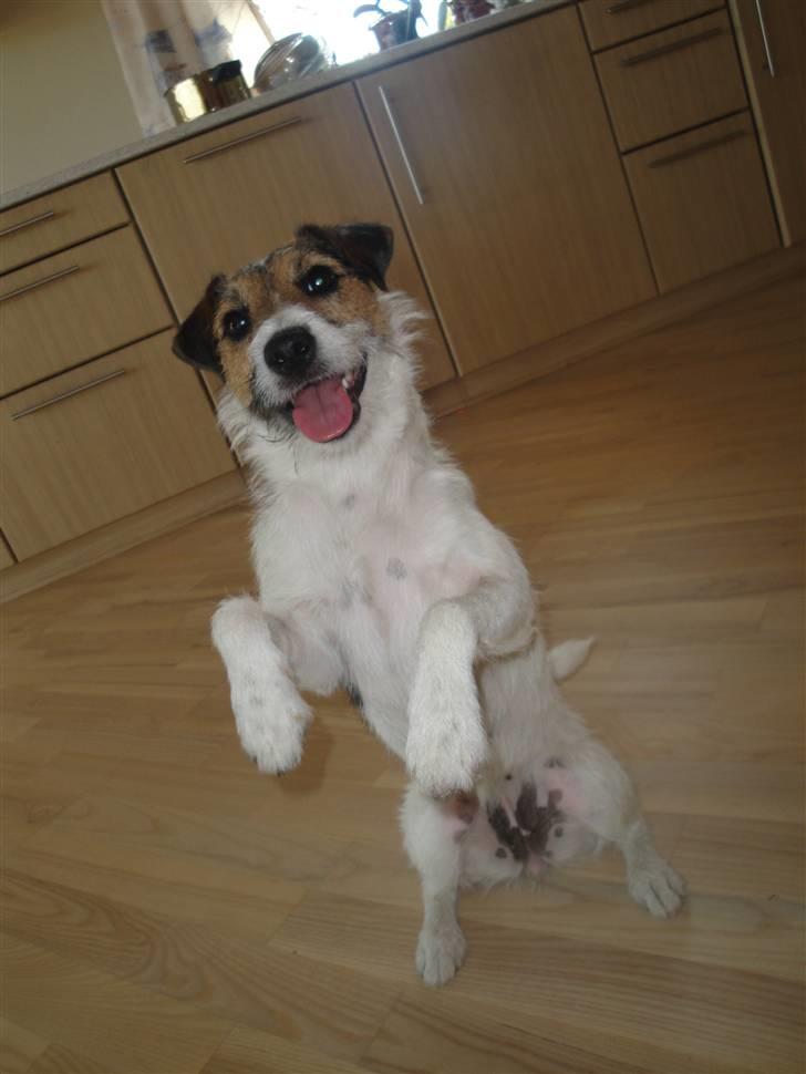 Jack russell terrier l Laika<3 - "LØFT" Dygtig :D billede 5