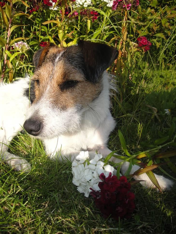 Jack russell terrier l Laika<3 - Soler mig lige lidt ;) billede 6