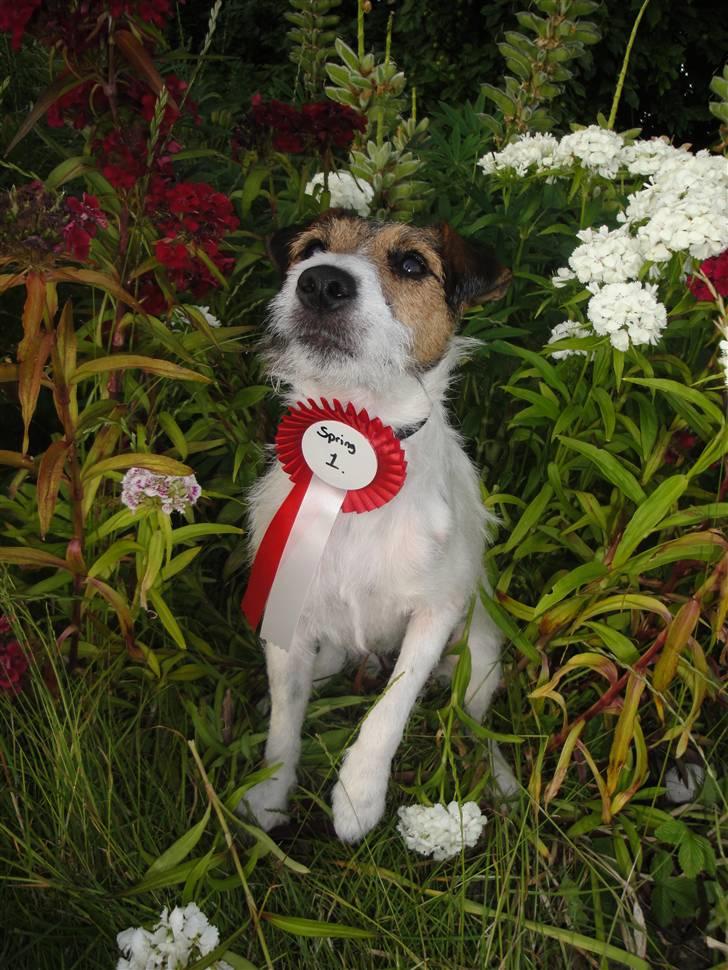 Jack russell terrier l Laika<3 - Jaér ! - 1. plads i spring ;D billede 7