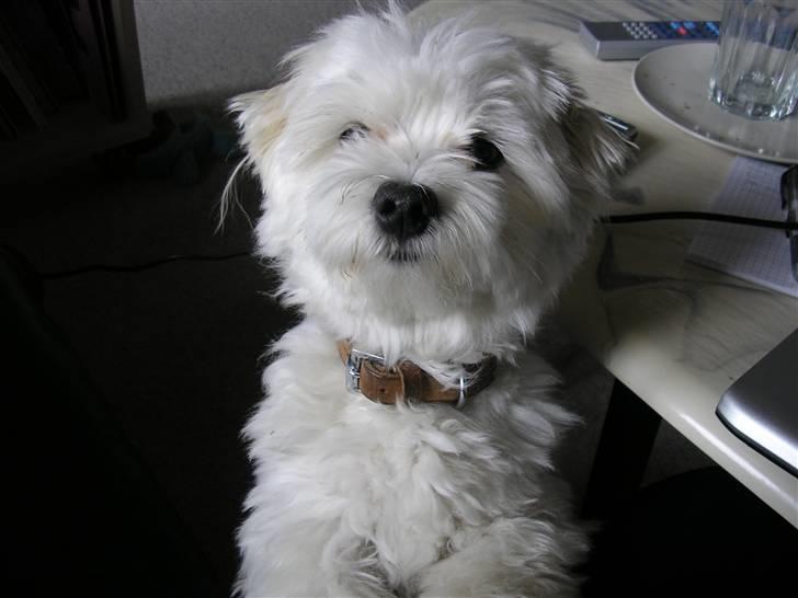 Malteser Gizmo billede 12