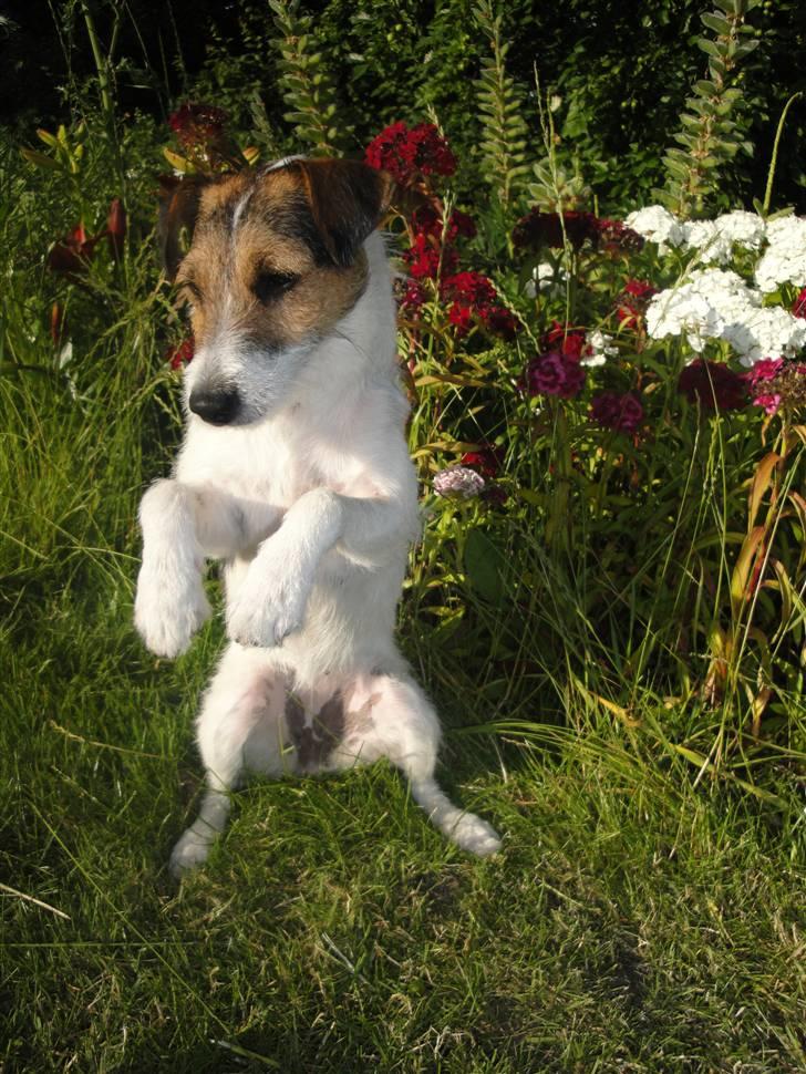 Jack russell terrier l Laika<3 - Er det sådan jeg skal gøre ?¨ billede 8