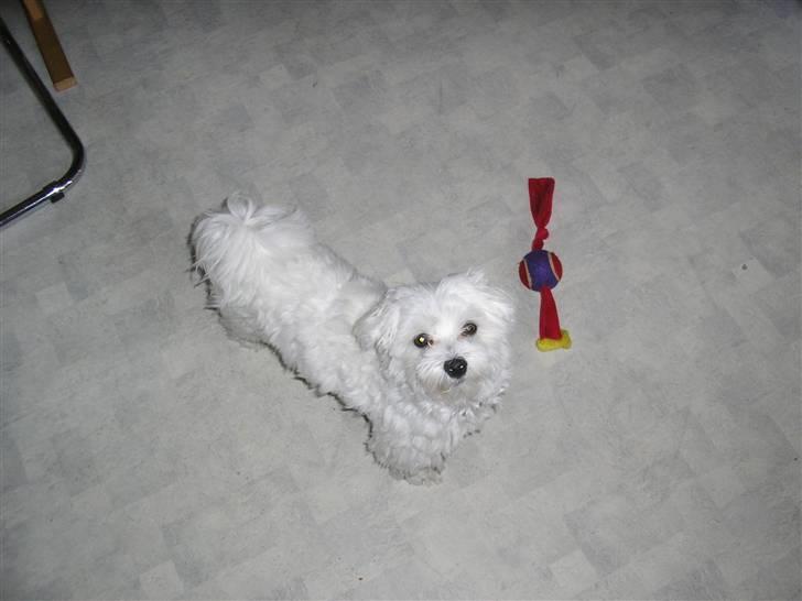 Malteser Gizmo billede 13