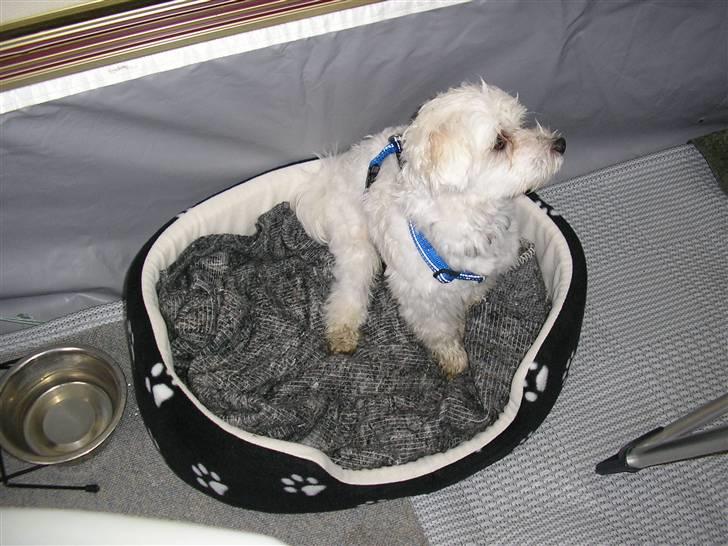 Malteser Gizmo billede 14