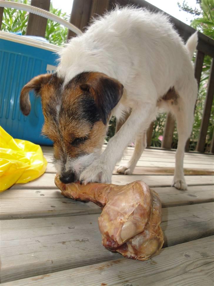 Jack russell terrier l Laika<3 - Alle mine rosetter ! billede 9