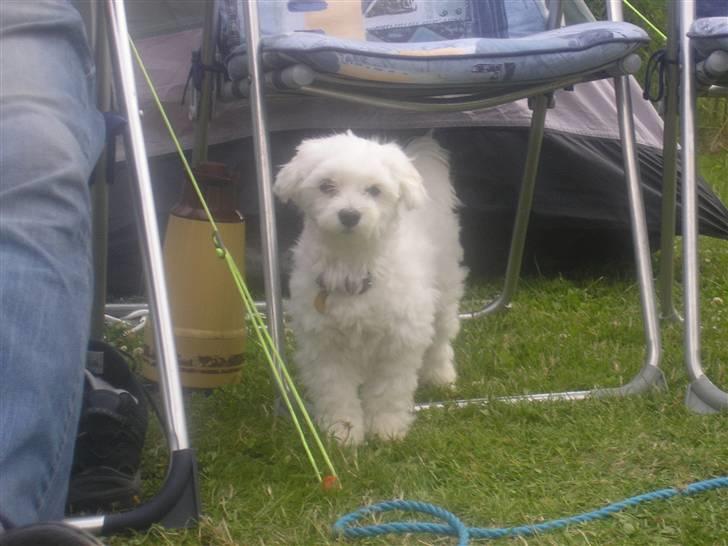 Malteser Gizmo billede 15