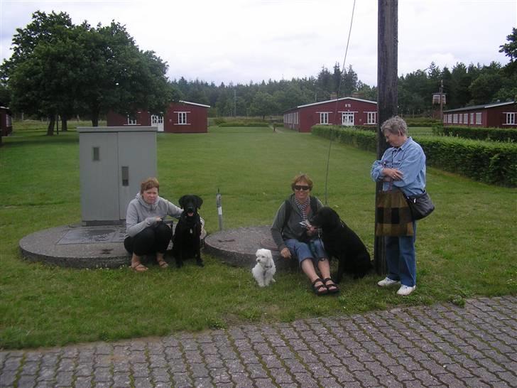 Malteser Gizmo billede 16