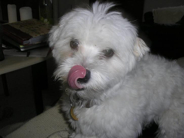 Malteser Gizmo billede 17