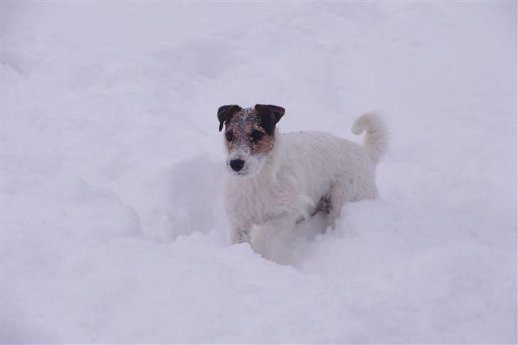 Jack russell terrier l Laika<3 - Ö billede 10