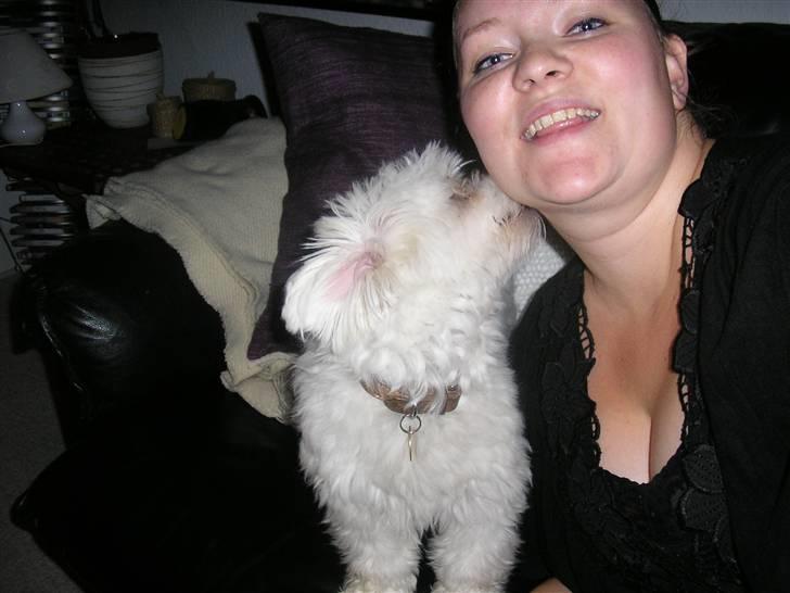 Malteser Gizmo billede 18