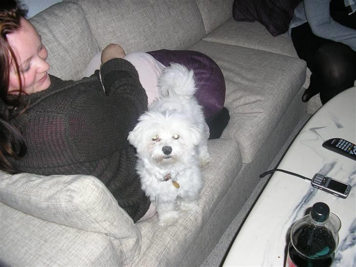 Malteser Gizmo billede 19