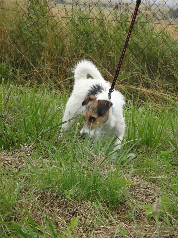 Jack russell terrier l Laika<3 billede 11