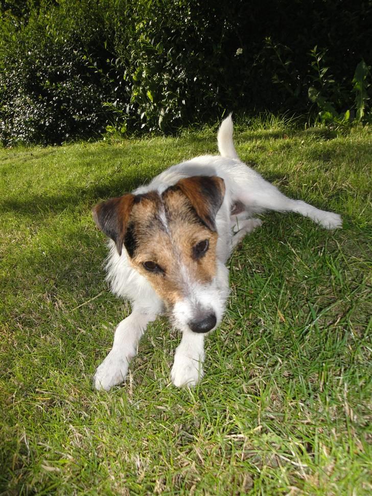 Jack russell terrier l Laika<3 billede 12
