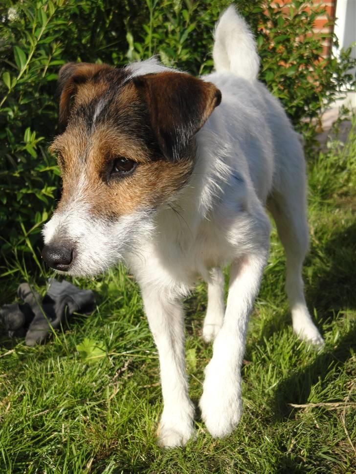 Jack russell terrier l Laika<3 billede 13