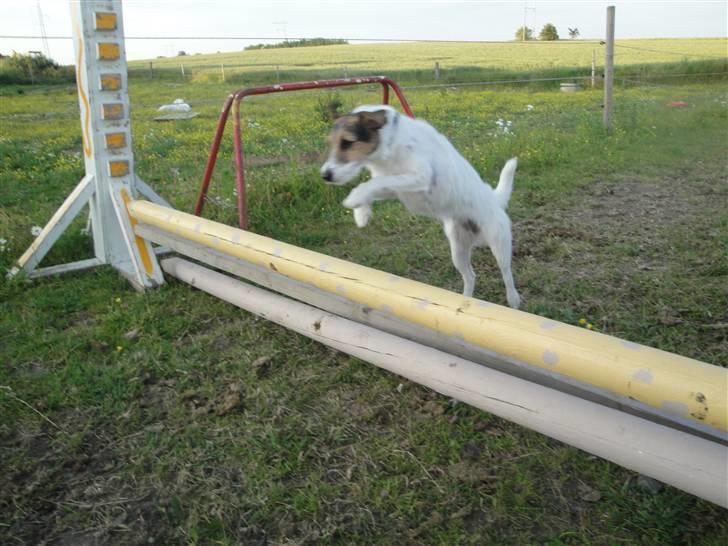Jack russell terrier l Laika<3 - Spriiing ;) billede 14