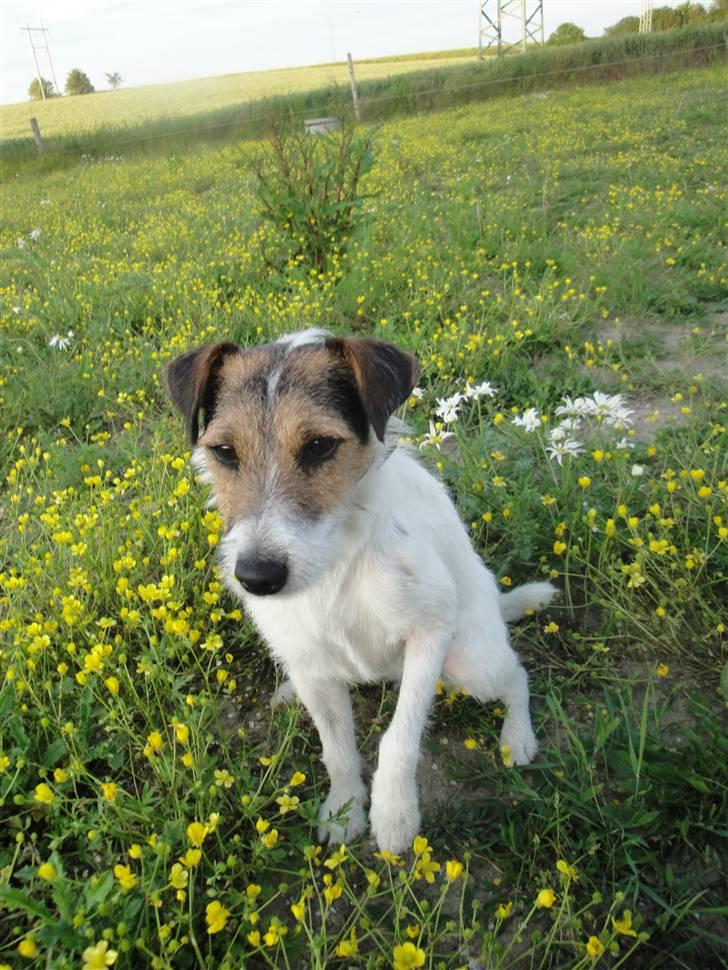 Jack russell terrier l Laika<3 - ;) billede 15