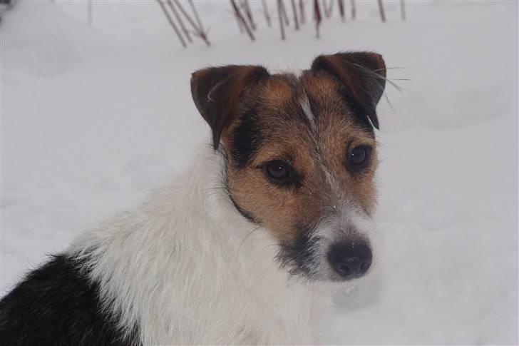 Jack russell terrier l Laika<3 - Jeg er dytig,j jeg "løfter" på komando :D billede 16