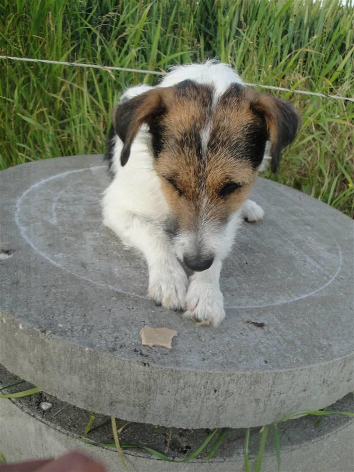 Jack russell terrier l Laika<3 - Hvrnår må eg spise den moáer ?:) billede 17