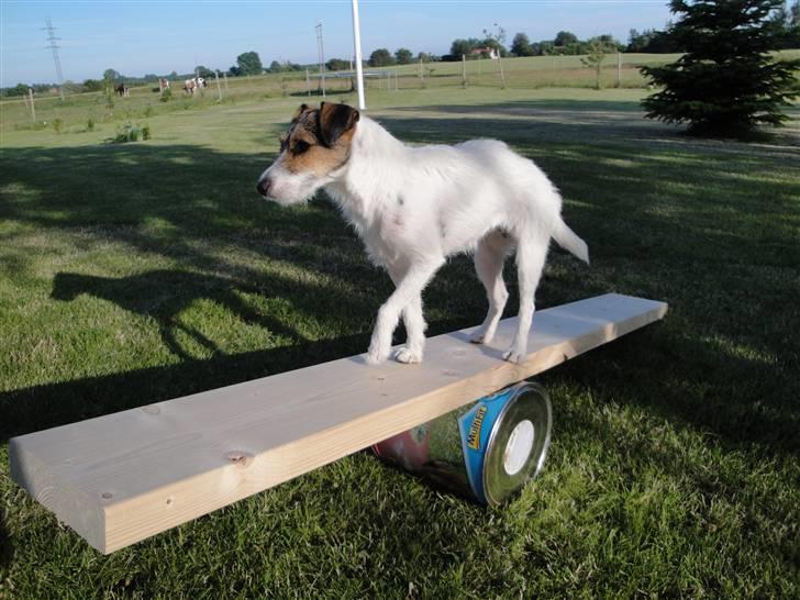 Jack russell terrier l Laika<3 - Jaér - læk´læk´lækr :D billede 18