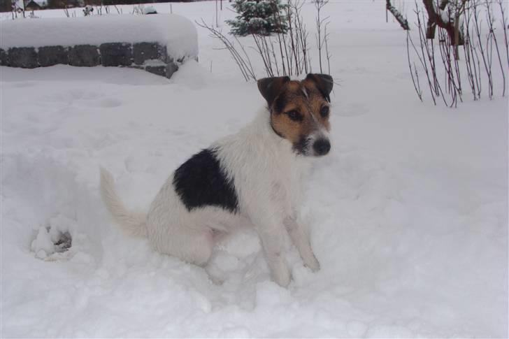 Jack russell terrier l Laika<3 - Arh´ tager da lige en slaper ;) billede 19