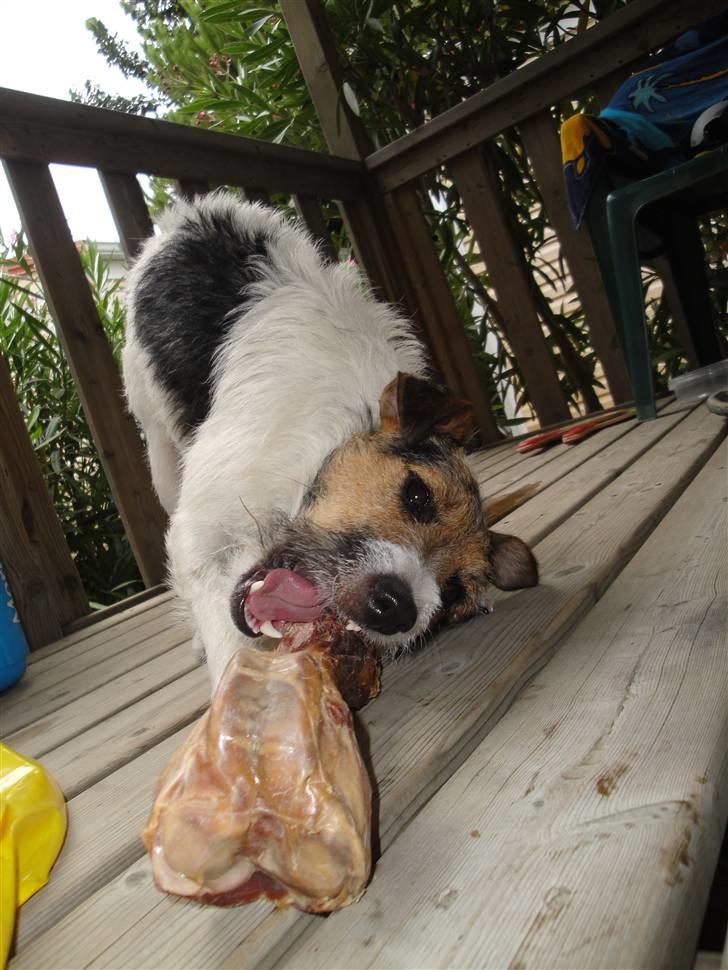 Jack russell terrier l Laika<3 billede 20