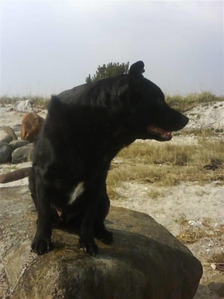 Blanding af racer Kenzo - Ja jeg er da sød.  billede 7