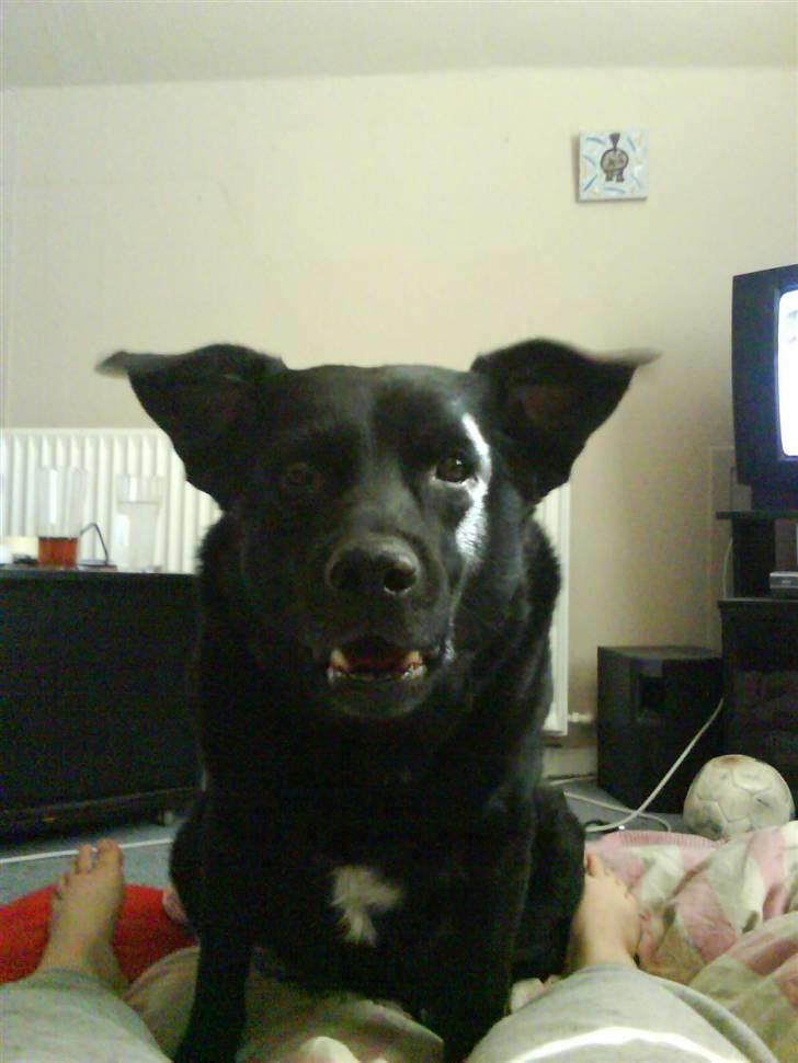 Blanding af racer Kenzo - Thippi hva laver du nu???? Stop det!!!! billede 8