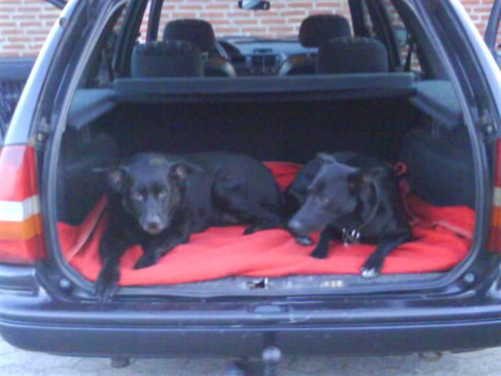 Blanding af racer Kenzo - Håber vi ska i skoven eller til stranden.  billede 9