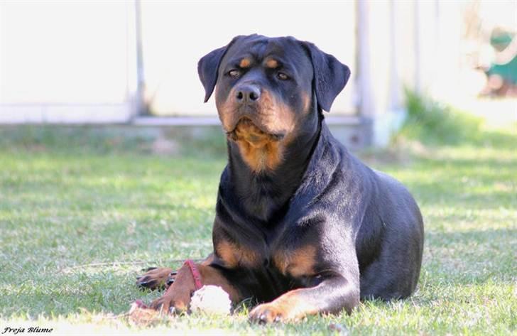 Rottweiler Vom Hause Wenorra Fadia - 23 mdr.. 9 April 2011 billede 36