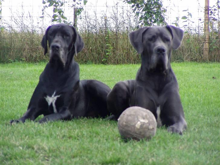 Grand danois BONEL ZAGANELLI  billede 14