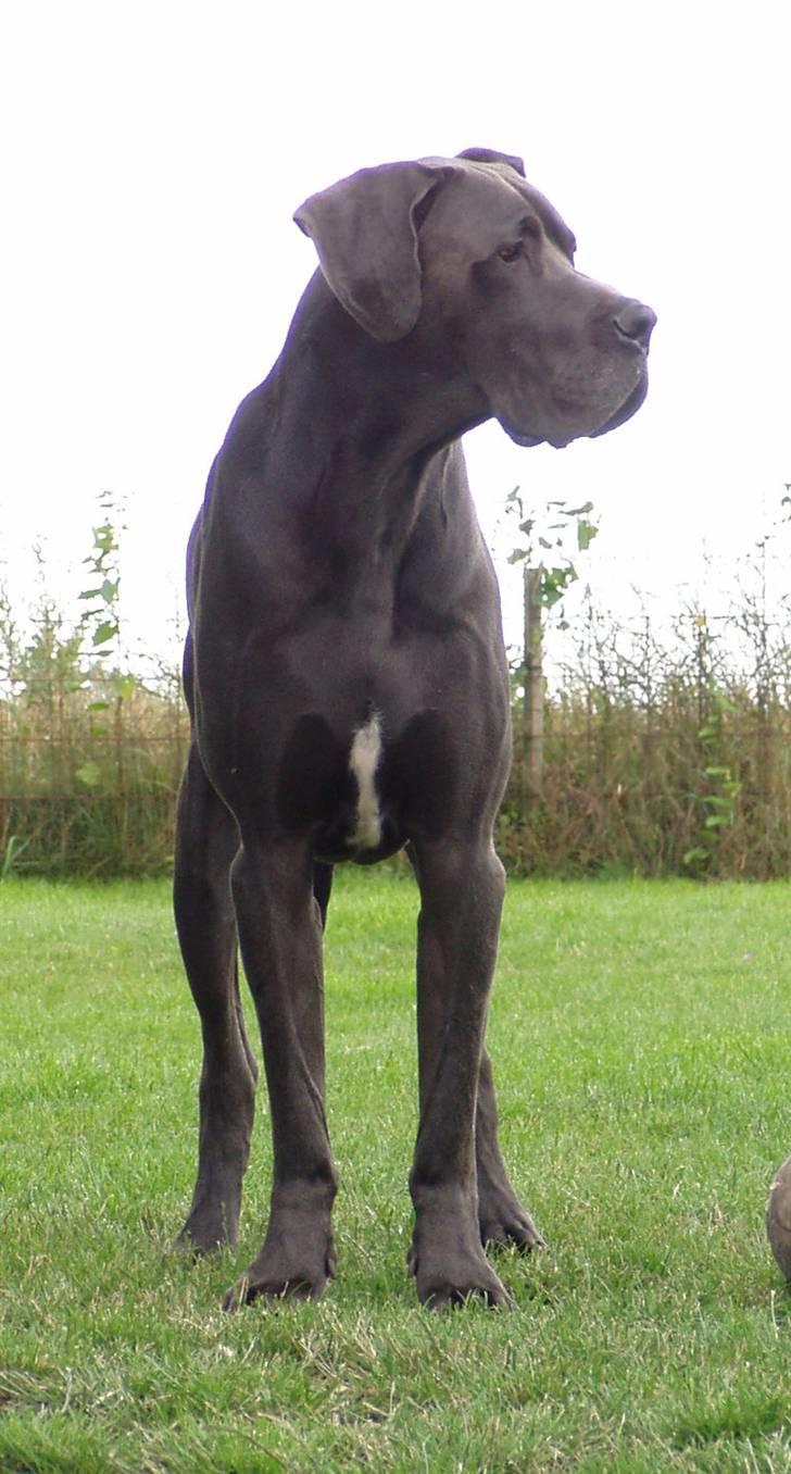 Grand danois BONEL ZAGANELLI  billede 15