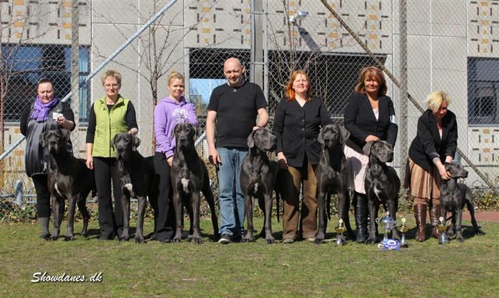 Grand danois BONEL ZAGANELLI  - Garcia med 6 af hans afkom fra 3 forskellige kuld billede 16