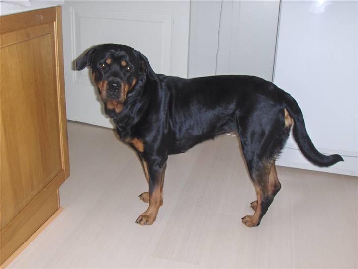 Rottweiler Bella Himmelhund billede 1