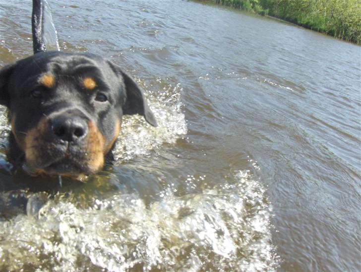 Rottweiler Bella Himmelhund billede 2