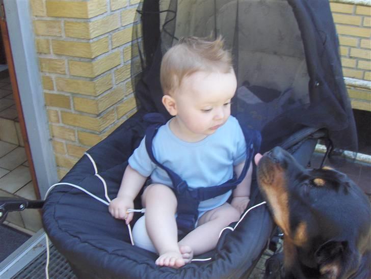 Rottweiler Bella Himmelhund billede 3