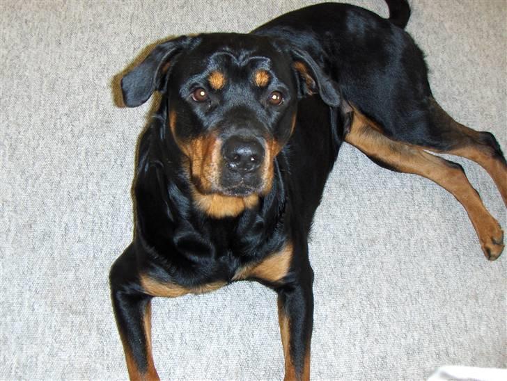 Rottweiler Bella Himmelhund billede 4