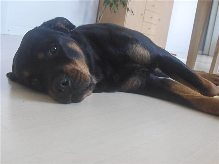 Rottweiler Bella Himmelhund billede 5